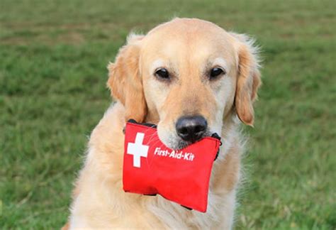 Diy Make Your Own Canine First Aid Kit Modern Dog Magazine