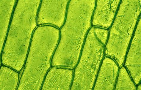 Exploring Cell Walls And Plant Protein Regulation With Microscopy