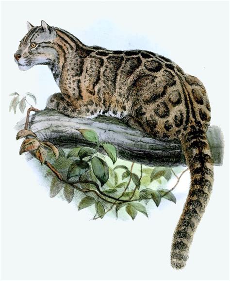 Can Taiwan’s Formosan clouded leopard claw its way back from extinction