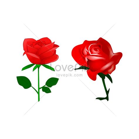 Two Red Roses Are Isolated On A White Background Vector Illustration