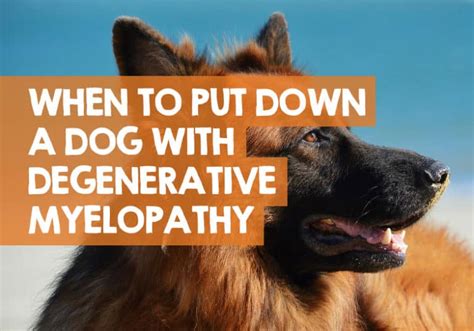 When To Put Down A Dog With Degenerative Myelopathy Right Time