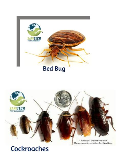 Pin By Sanitech Pest Management On Sanitech Pest Management Pest