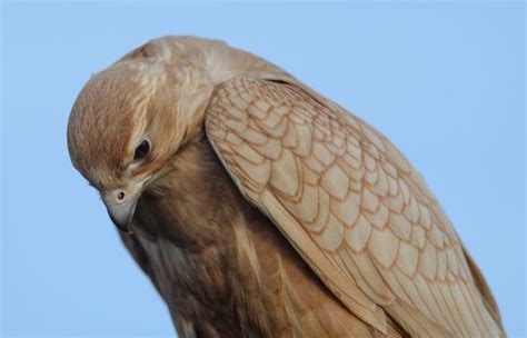 The Yellow Gold Saker Falcon Gallery Exclusive Falcons Pet Birds