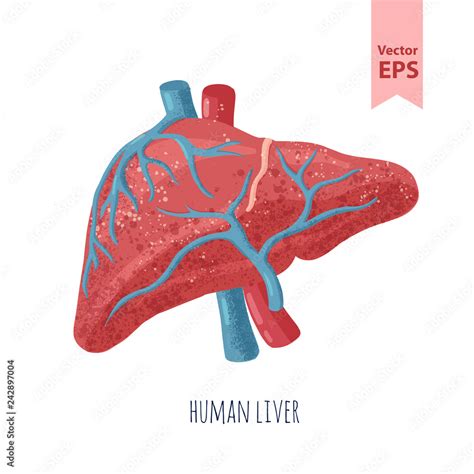 Human Liver Anatomy Vector Illustration Organs For Surgeries And