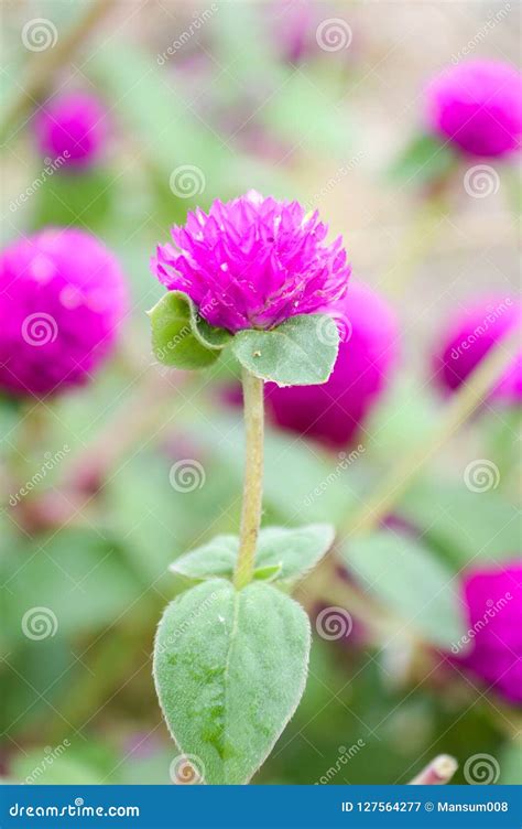 Pink Globe Amaranth Flower In Nature Garden Stock Image Image Of