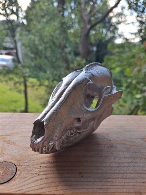 European Real Wild Racoon Dog Skull Head Home Decor Display Etsy