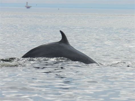 Whale Watching Near Tadoussac In St Lawrence Seaway Picture Of