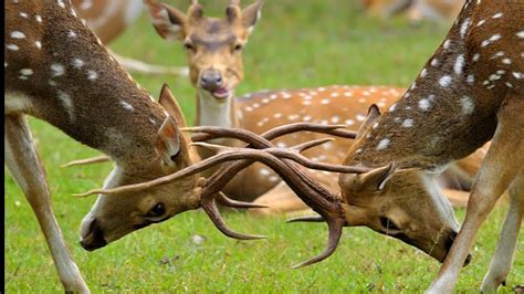 Spotted Deer In Chitwan Deer Deer Pantry Youtube