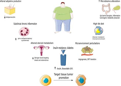 Obesity And Cancer Risk Emerging Biological Mechanisms And