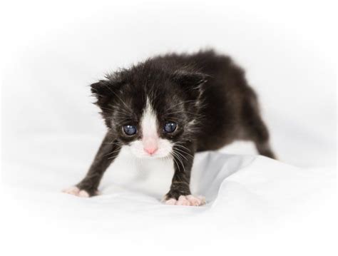 Premature Kitten Rescue Journey At Cats Cradle Shelter Kittens
