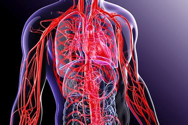 Blood vessels flow blood throughout the body. Blood and blood vessels | healthdirect