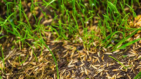 The Best Grass Seed For Your Yard According To A Course Superintendent