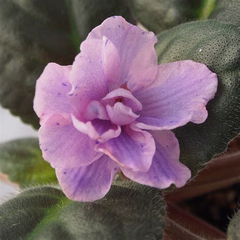 Welcome To Janes African Violets Australia