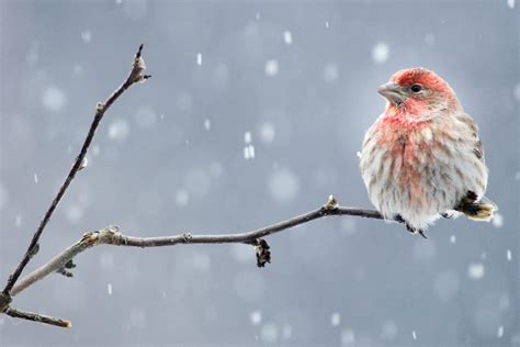 Another Round Of Winter Bird Counts Is On The Horizon Audubon Great