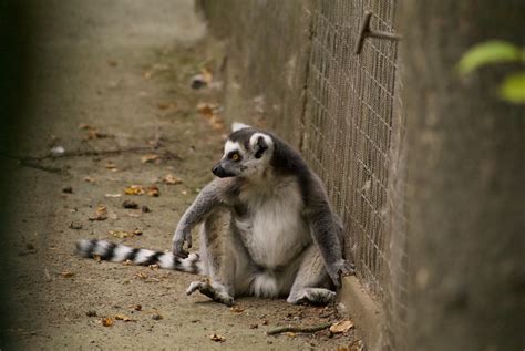 Two Gray Lemurs Sitting On Wooden Surface · Free Stock Photo