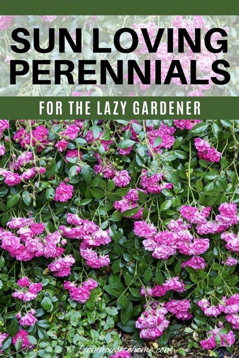 Full Sun Perennials 17 Low Maintenance Plants That Thrive In Sun