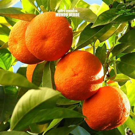 Compra Naranjo árbol Con Envío Gratis Grupo Viverista Mundo Verde