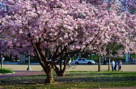 How To Grow Spring Flowering Magnolias Rachel Neumeier