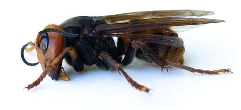 Murder Hornets Sound Terrifying But Should We Really Be So Scared