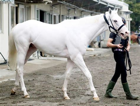 【注目馬動向】注目の白毛アマンテビアンコはプラタナス賞を視野 Umatoku 馬トク