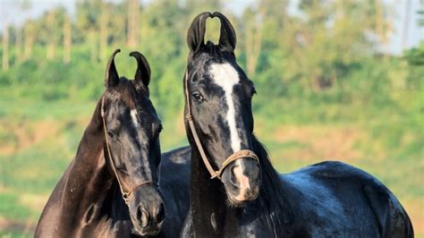 8 Weird And Unusual Horse Breeds You Have To See