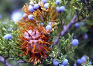 Don't fertilize the cedar more than once per year, as too much nitrogen. Eastern Red Cedar | GPNC