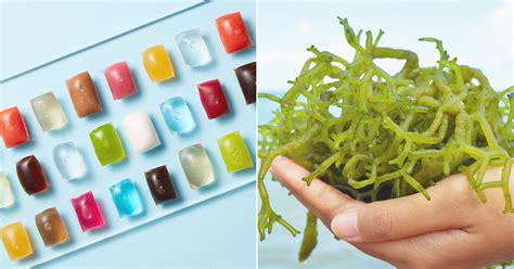 Seaweed—yes Seaweed—is The Key To A Sustainable Future