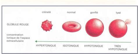 Osmose Pression Osmotique Hémolyse Et Plasmolyse Des Globules Rouges