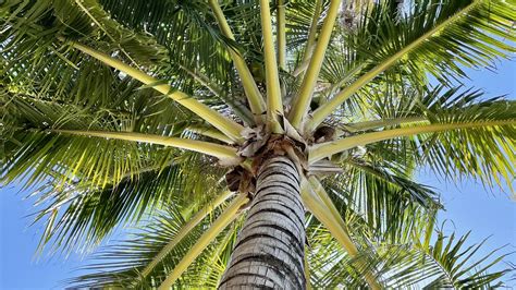 Download Wallpaper 1920x1080 Palm Tree Branches Bottom View Tropics