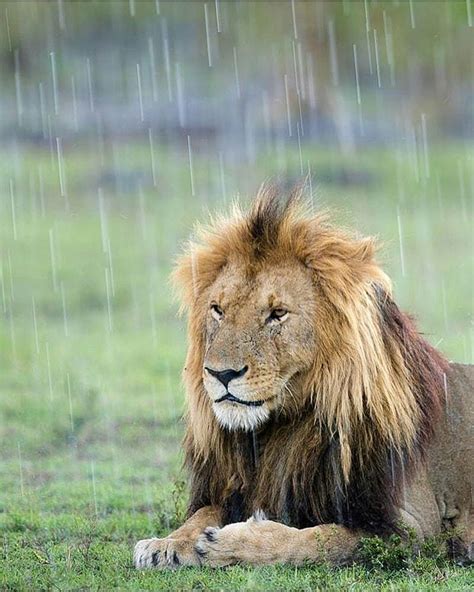 Animals On Instagram How Would You Caption This🦁 Follow Us Lion