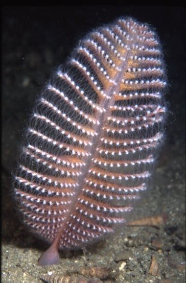 Phosphor Sea Pen