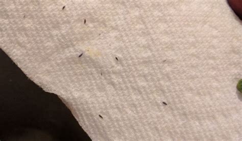 Types Of Tiny Black Bugs Found In Your Bed