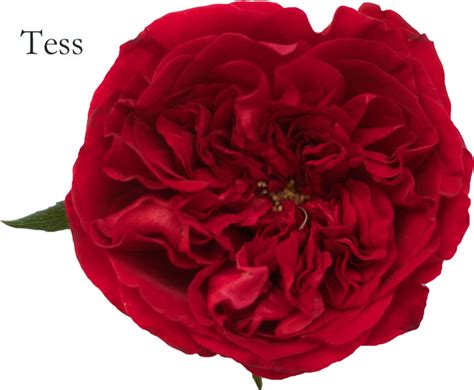 David Austin Red And Magenta Roses Flirty Fleurs The Florist Blog