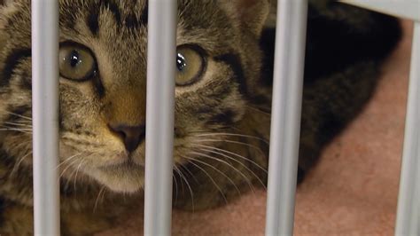 Ordinance Update May Include Trap Neuter Return For Feral Cats Wnky