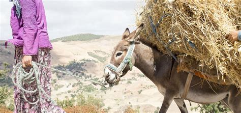 Helping Working Animals In Tunisia | SPANA