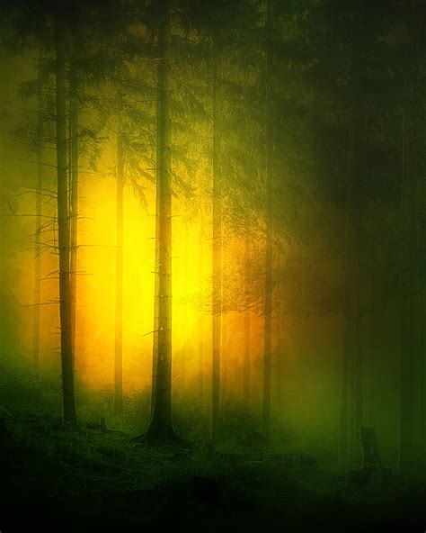 Forest 30 Free Stock Photo Public Domain Pictures