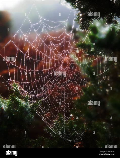 A Spiders Web Covered In Early Morning Dew Misty Autumn Winter