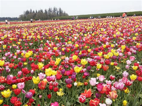 Visit To Tulip Fields Near Woodburn Oregon April 2010 Carol Munro