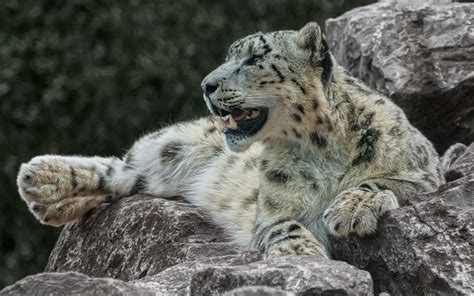 Leopardo De Las Nieves 4k Ultra Fondo De Pantalla Hd Fondo De