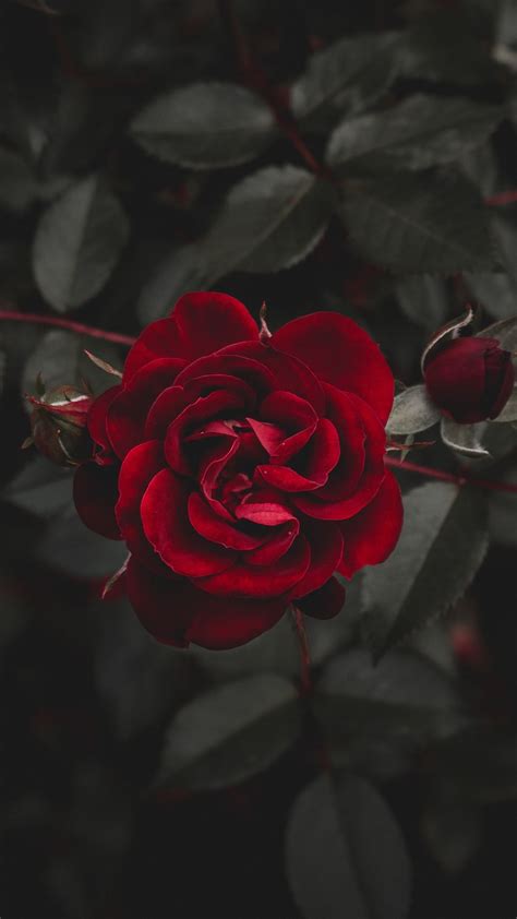 Download Wallpaper 938x1668 Rose Red Flower Bud Iphone 876s6 For