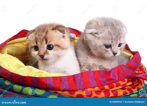 Kittens Sit In A Bag Stock Photo Image Of Nature Pets 8668944