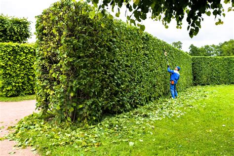 The Fastest Growing Uk Hedges For The Garden Upgardener