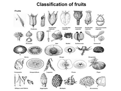 Fruits And Their Classification Spreading Of Fruits And Seeds Online