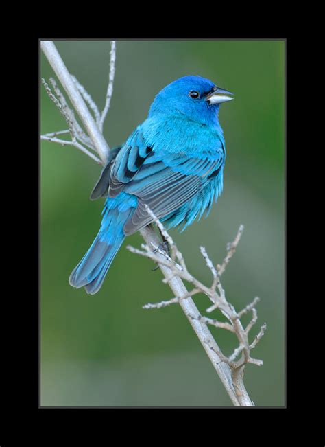 Male Indigo Bunting Birds Photo 36097921 Fanpop