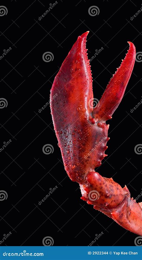 Lobster Royalty Free Stock Photography 2415095