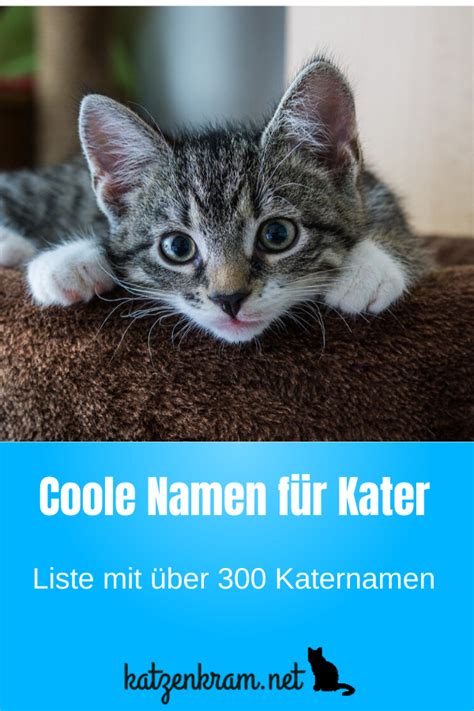 Die Liste Mit über 300 Coolen Katernamen Katzen Namen Lustige