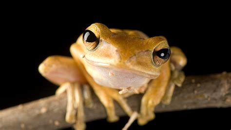 Amphibian Pictures And Facts
