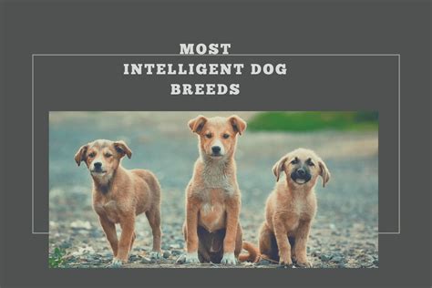 Smartest Dog Breeds 15 Most Intelligent Dog Breeds