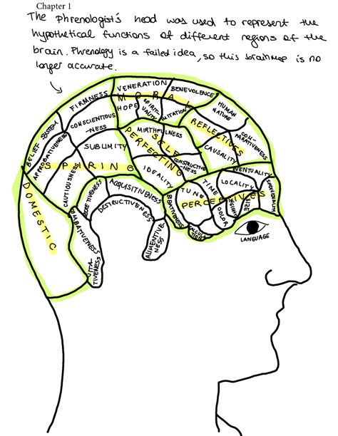 Brain Maps Final Exam Merged The Phrenologist S Head Was Used To
