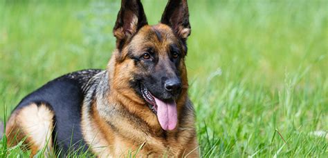 German Shepherd Breed Facts And Temperament